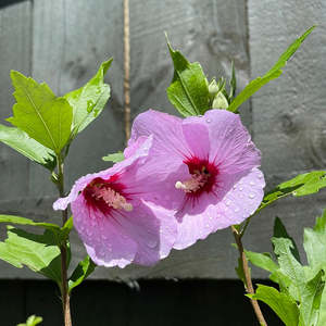 Hibiscus - Lavender Chiffon (Only Baby plants)