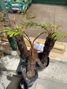 Landscaping: Live Punga Log