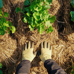 Pea Straw - Bale (Peastraw)