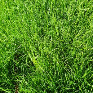 Products: rye grass