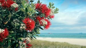 Products: Premium Grass Seed Selection