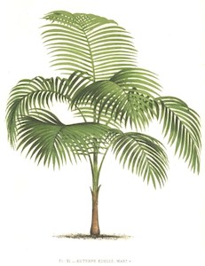 Products: Euterpe edulis (1m+)