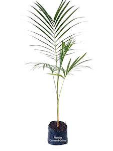 Euterpe edulis (2m+)