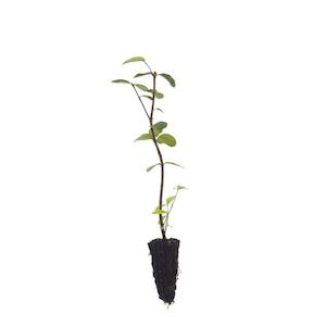 Products: Feijoa sellowiana