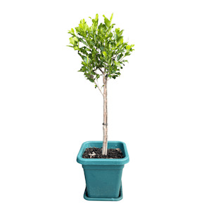 Ficus tuffi bush 25L