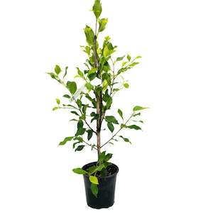 Ficus tuffi bush 2L