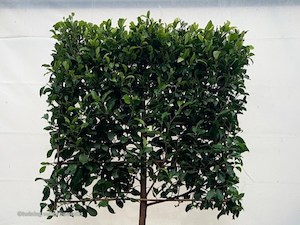 Ficus tuffi Pleached 20L