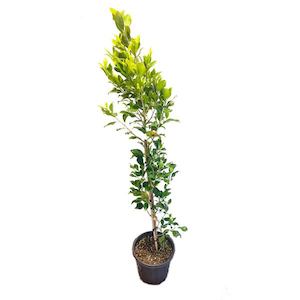 Ficus tuffi Pleached 4L