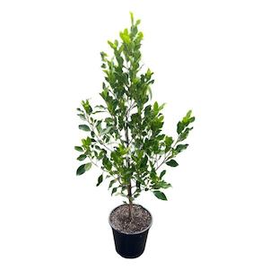 Products: Ficus tuffi Pleached 8L