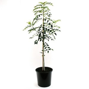 Products: Fraxinus Griffithii 4L