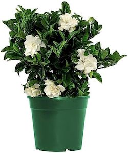 Products: Gardenia Veitchii 4L
