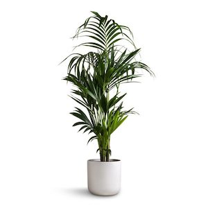 Products: Howea forsteriana