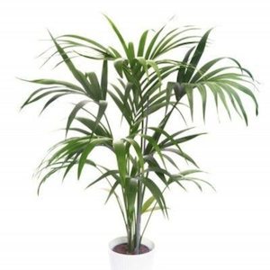 Howea Forsteriana (kentia) 17L