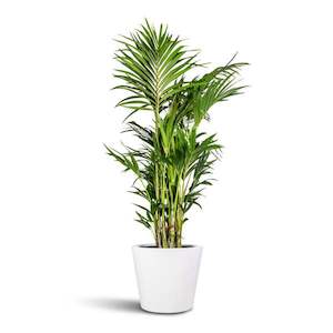 Products: Howea Forsteriana (kentia) 45L