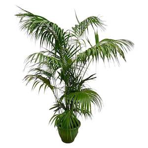 Howea Forsteriana (kentia) 80L