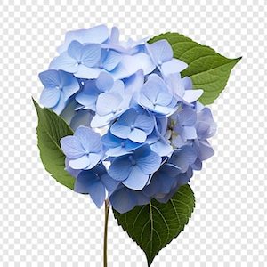 Products: Hydrangea mixed varieties 4L