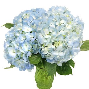 Hydrangea mixed varieties 8L