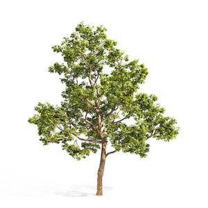 Products: Laurus Nobilis 17L