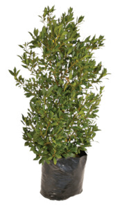 Products: Laurus Nobilis 45L