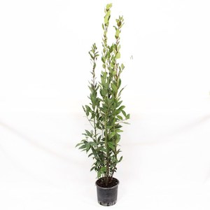 Products: Laurus Nobilis 5L