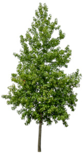 Products: Liquidambar styraciflua 15L