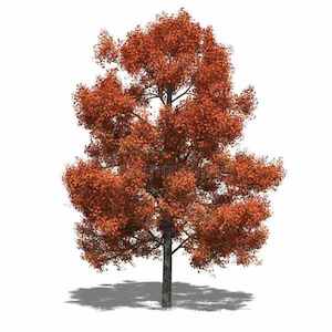 Liquidambar styraciflua 45L