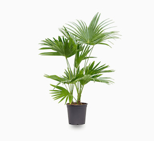 Livistona chinensis (1m+)