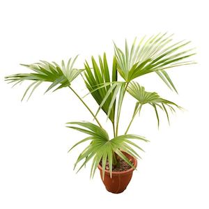 Livistona chinensis (c.2m)