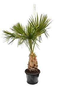 Livistona decipiens (50cm+)