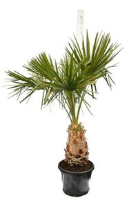 Products: Livistona decipiens (50cm+)