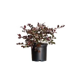 Loropetalum “burgundy” 4L