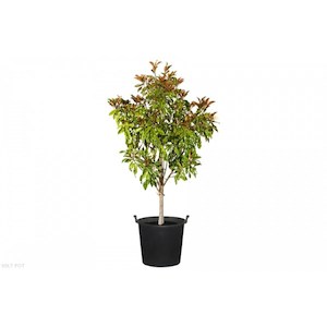 Products: Magnolia “Kay parris” 25L