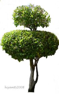 Products: Michelia figo 15L