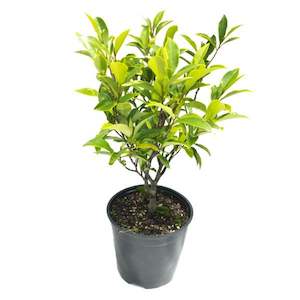 Michelia figo 2L