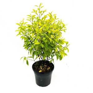 Products: Michelia figo 8L