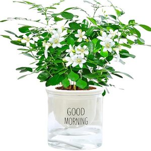 Products: Murraya paniculata 2L