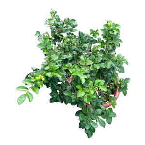 Products: Murraya paniculata 8L