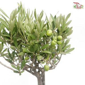 Products: Olea (olive) j mixed 20L