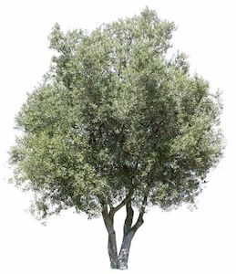 Olea (olive) j mixed 4-6L