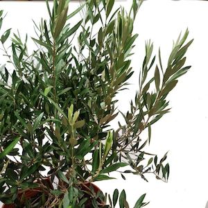 Products: Olea (olive) j mixed 45L