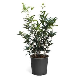 Osmanthus Fragrans 8L