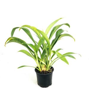Pachysandra terminalis 1.5L