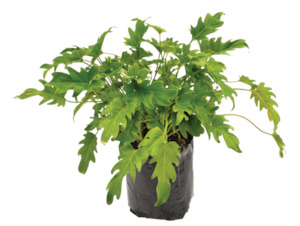 Products: Philodendron “xanadu” 4L