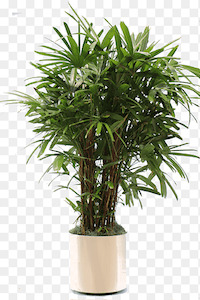 Phoenix dactylifera (2m+)