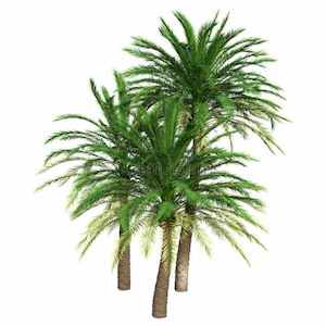 Phoenix dactylifera (c.1.5m)