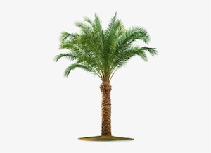 Phoenix dactylifera (c.2m)