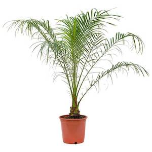 Products: Phoenix roebelenii (1.2m)