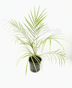 Phoenix roebelenii (1.5 – 2m)