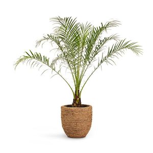 Phoenix roebelenii (c.1.2m)