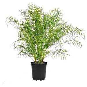 Phoenix roebelenii (c.60cm)